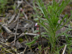 Sairocarpus pusillus