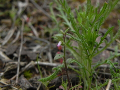 Sairocarpus pusillus