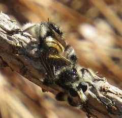 Laphria cinerea