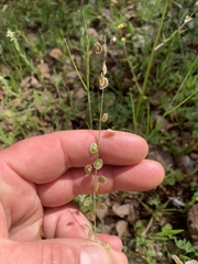 Thysanocarpus radians