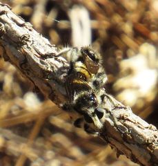 Laphria cinerea