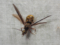 Dolichoderus bispinosus