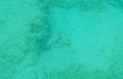 Holocentrus adscensionis