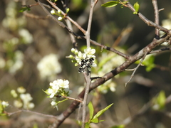 Pseudothyris sepulchralis