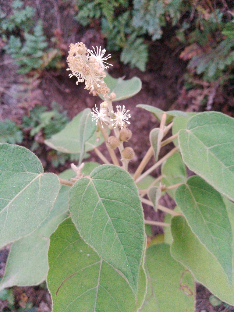 Croton gracilipes; photograph Max Brujula, CC0, iNaturalist via GBIF