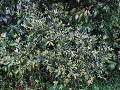 Eurya crenatifolia