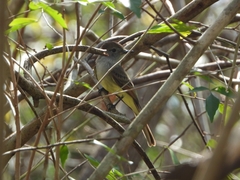 Myiarchus yucatanensis