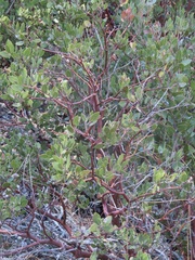 Arctostaphylos parryana
