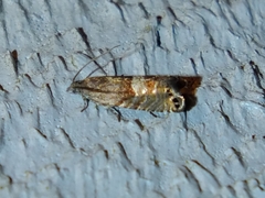 Sereda tautana