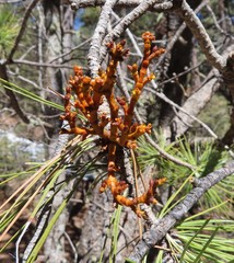 Arceuthobium vaginatum