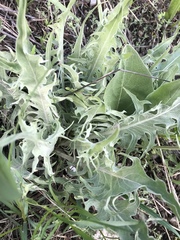 Balsamorhiza