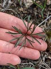 Delphinium treleasei