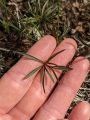 Delphinium treleasei