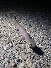 Ambystoma jeffersonianum