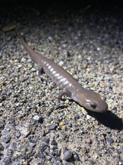 Ambystoma jeffersonianum