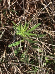 Marshallia caespitosa