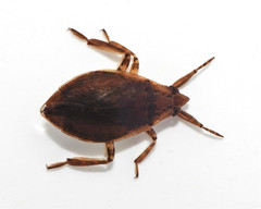 Belostoma testaceum