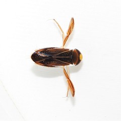 Hesperocorixa lucida