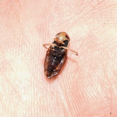 Hesperocorixa lucida