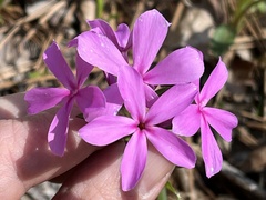 Phlox amoena