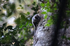 Dromiciops gliroides
