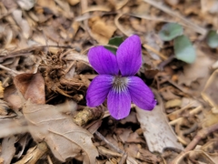 Viola triloba