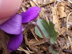 Viola triloba