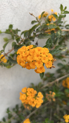 Lantana