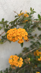Lantana