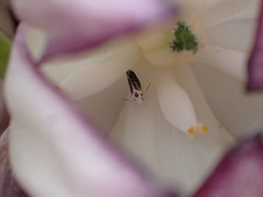 Prodoxus marginatus