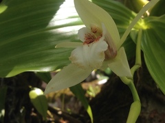 Coelogyne guamensis