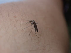 Aedes squamiger