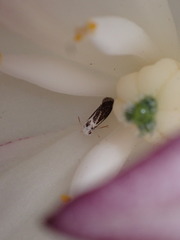 Prodoxus marginatus