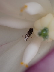 Prodoxus marginatus