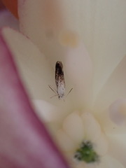 Prodoxus marginatus