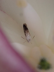 Prodoxus marginatus