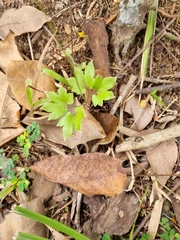 Lygodium japonicum