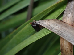 Tegeticula maculata