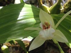 Coelogyne guamensis