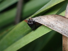 Tegeticula maculata
