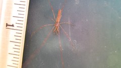 Tetragnatha versicolor