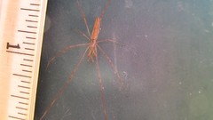 Tetragnatha versicolor