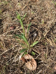 Marshallia caespitosa