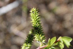 Salix irrorata