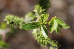 Salix irrorata