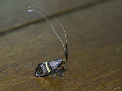 Nemophora