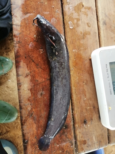 Smoothhead catfish (Clarias ebriensis) — Clariidae — 2