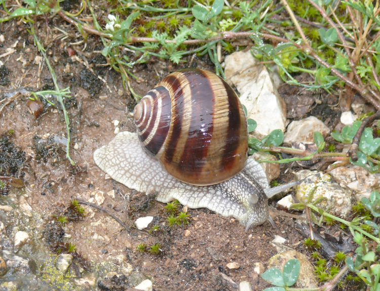 Helix ligata
