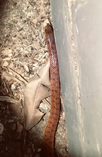 Spotted Ground Snake