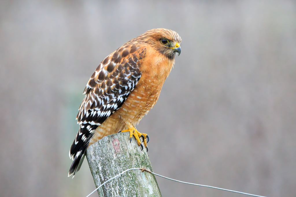 Red-shouldered Hawk (Buteo lineatus)